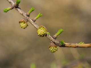Siberian larch small pollen bud on branch in spring on bokeh background, selective focus, shallow DOF