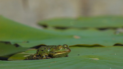 Teichfrosch (Rana esculenta)