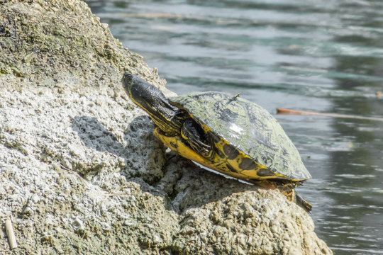 Wasserschildkröte beim Sonnen auf einem Stein im Wasser
