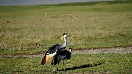Grey crowned crane breeding dance series in Ngorongoro Crater, Tanzania