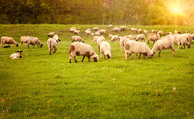 sheeps grazing grass