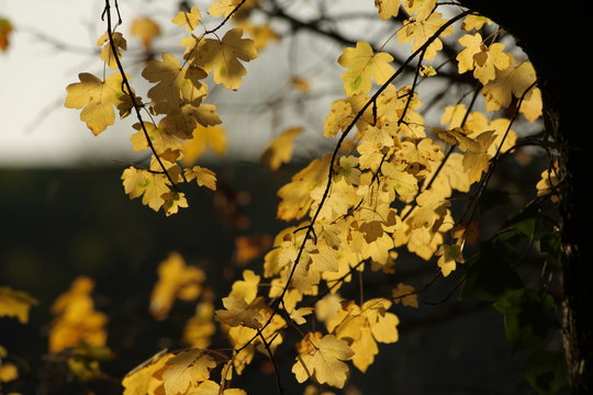 Feuilles d'érable en automne, Pyrénées