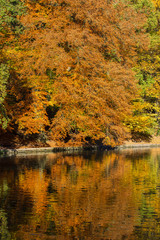 Spiegelung von Herbstlaub
