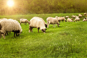 Obraz na płótnie Canvas Sheep on the meadow