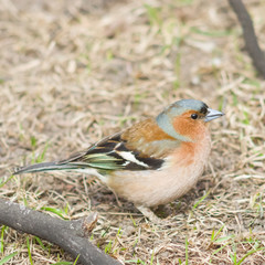 Male Common Chaffinch Fringilla coelebs singing, close-up portrait in dry grass, selective focus, shallow DOF