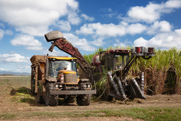 Fototapeta na wymiar Sugar cane harvesting in Queensland, Australia.