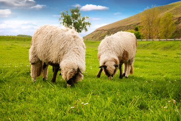 Sheeps grazing and standing on the grass