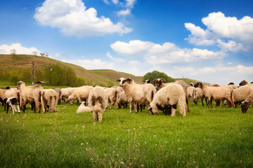 Naklejka na ściany i meble Herd of sheep in the nature