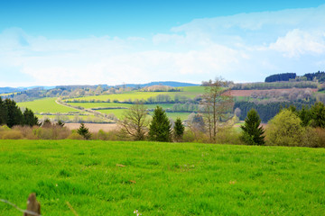 Green Grass Field Landscape and trees.