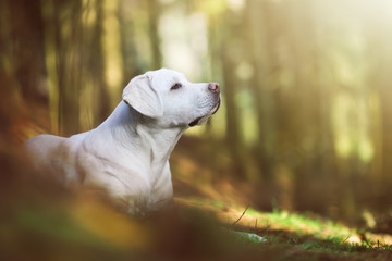 junger fröhlicher labrador retriever hund welpe im wald von der seite bei sonnenschein