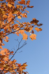 Feuilles d'érable en automne, Pyrénées