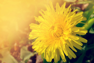 Beautiful yellow dandelions flowers close up. Dandelions background. Spring.