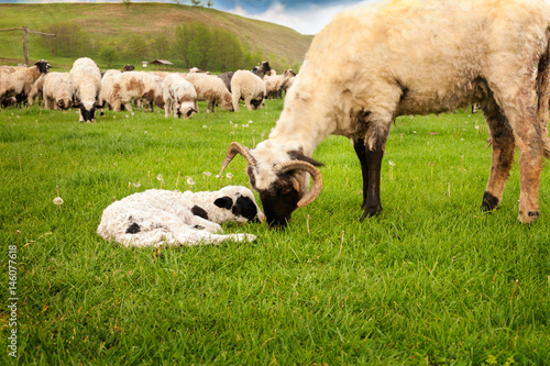 Cute Baby Lamb And Mother Sheep Stock Photo And Royalty Free Images