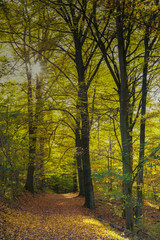 Fototapeta premium Herbstwald im abendlicht