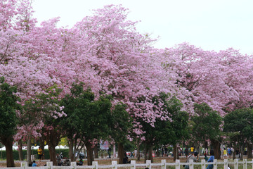 Pink trumpet tree  flower blossom.