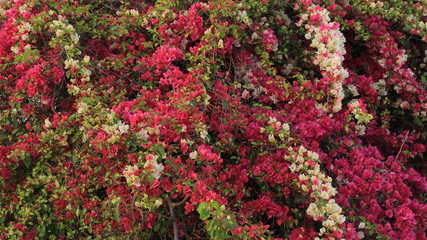 Fiori Rosa e Bianchi