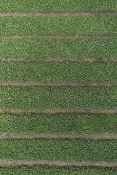 Full frame aerial view of crops growing in field