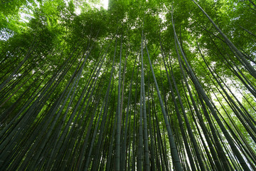 Fototapeta na wymiar Green Bamboo forest