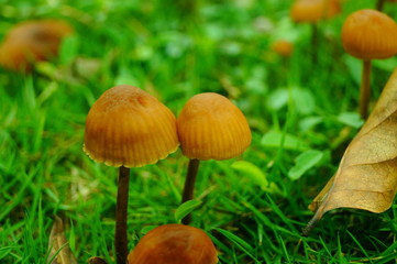 Small mushrooms on the lawn