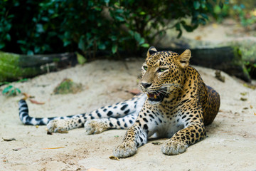 leopard (Panthera pardus kotiya)