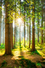 Ein Morgen im Wald mit heller Sonne - obrazy, fototapety, plakaty