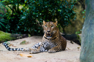 leopard (Panthera pardus kotiya)