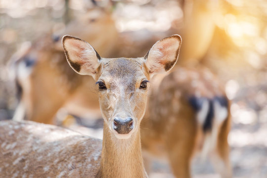 close up young sika deer or Spotted deer or Japanese deer (Cervus nippon) in natural 