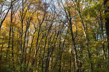 Beech forest at autumn upon blue sky