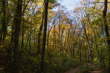 Fototapeta na wymiar Beech forest at autumn upon blue sky