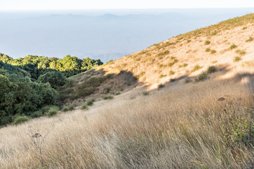 Sub-Alpine meadow on side hill in summer.