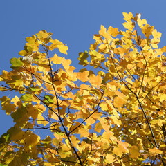 Feuilles d'érable en automne, Pyrénées