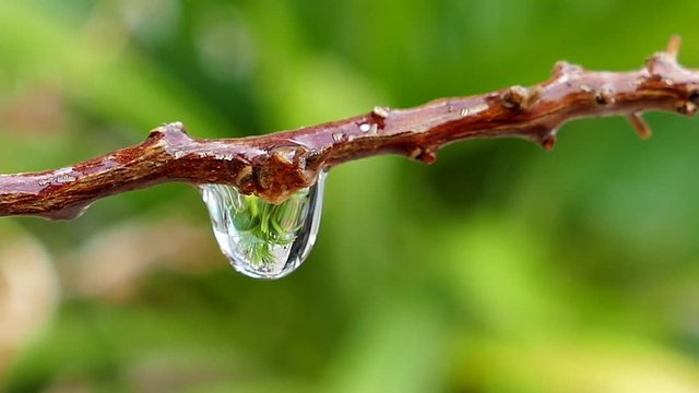 Closeup of water drops from branch, Nature rainy background. Real time 4K footage.
