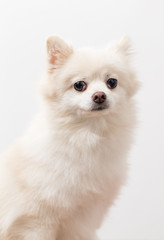 Pomeranian portrait