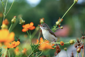 Warbler small on yellow flower branch in garden outdoor