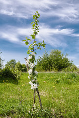 Blooming columnar shape Apple tree in the middle of spring meadows