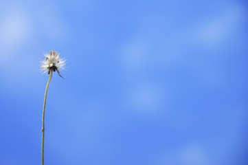 close up flower and blue sky as a background