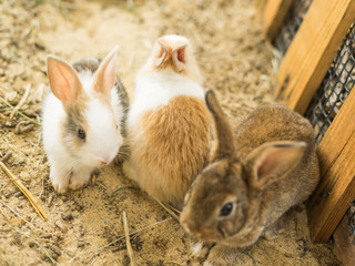 rabbits