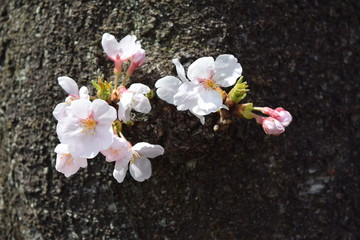 サクラの花と蕾