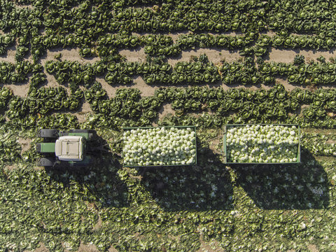 Directly above view of tractor and trailers of cabbage in field, St. Poelten, Austria