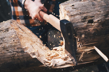 Woodcutter in the woods cuts a large tree with a sharp ax. Chips fly apart
