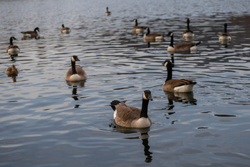 Fototapeta premium Kanadagans (Branta canadensis)