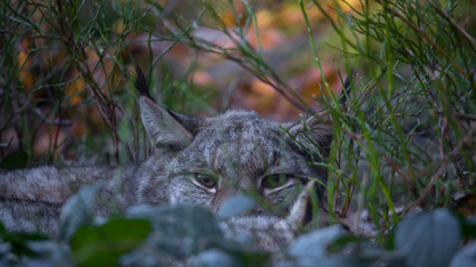 Luchs (Lynx lynx)