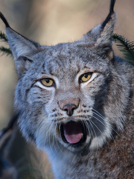 Luchs (Lynx lynx)