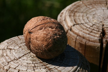 walnut