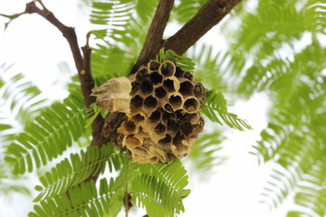 wasp nest
