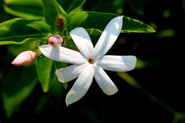 jasmine