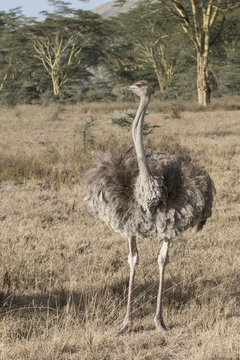 female African ostrich standing in the savanna against the backdrop of acacias