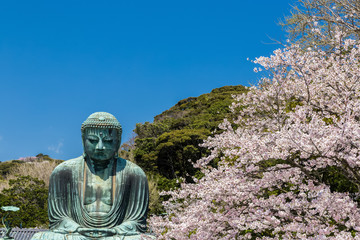 The Great Buddha and cherry blossoms in Kamakura Japan.  Located in Kamakura, Kanagawa Prefecture Japan.There are pigeon to Buddha's head.