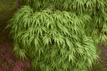 Acer palmathum