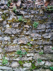 Pared y plantas